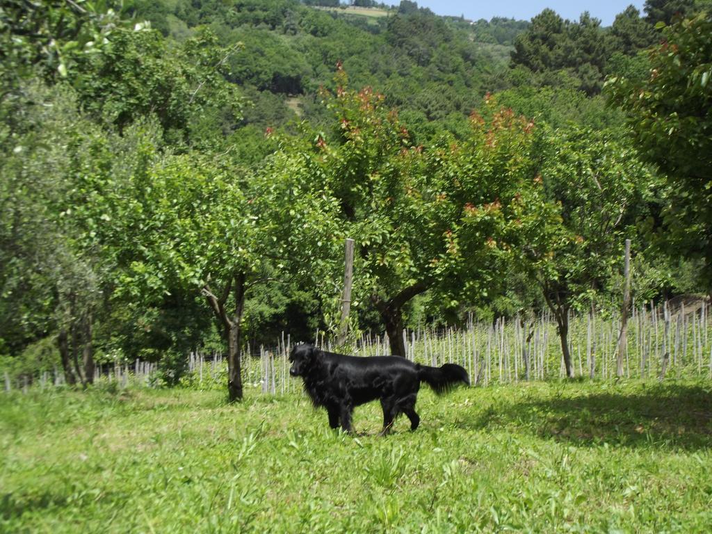 Agriturismo Brasino Fosdinovo Szoba fotó